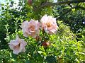 2012-0903-1300_Roses_23,3C